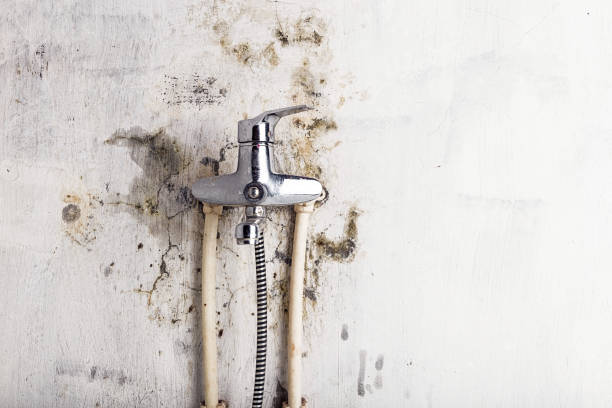 Best Local Mold Removal Service  in Fruit Hill, OH