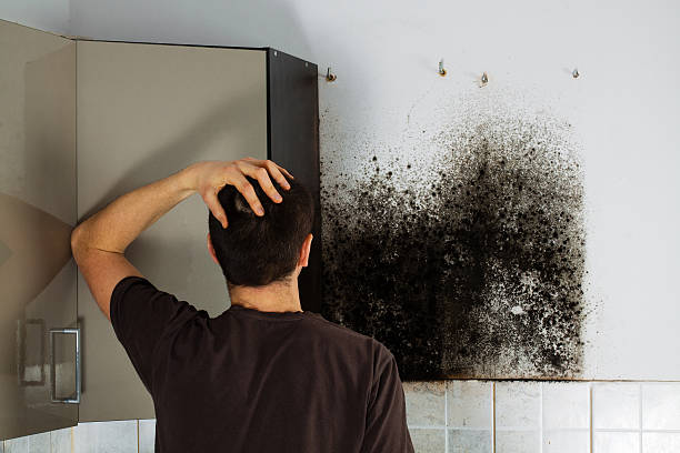 Best Commercial Mold Removal  in Fruit Hill, OH