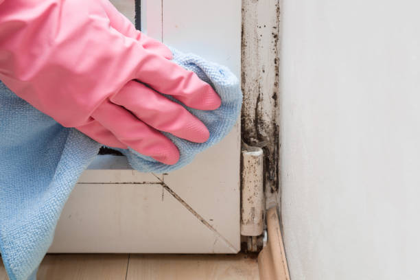 Attic Mold Removal in Fruit Hill, OH